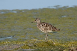 Sandpiper, Willet, 2016-05138871 Parker River NWR, MA